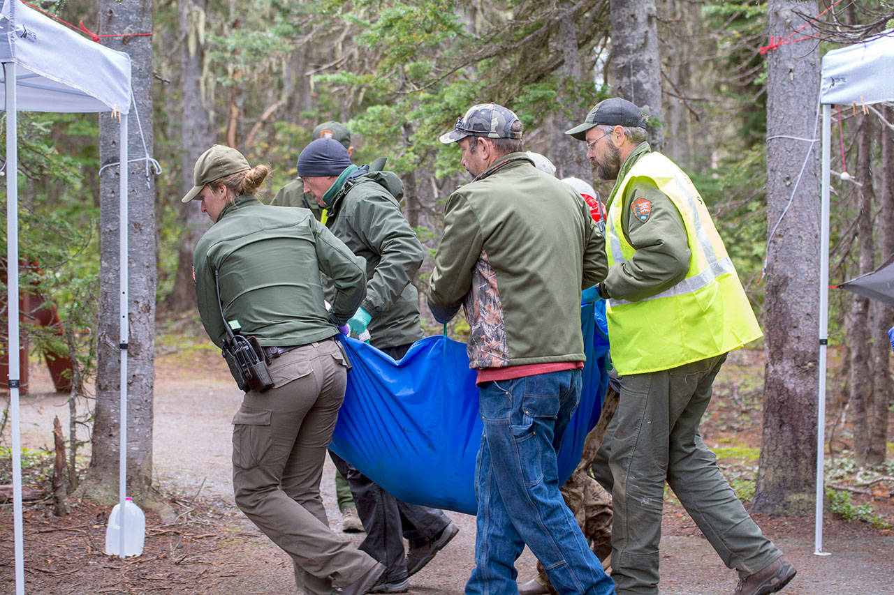 Officials carry a mountain goat to be examined by a veterinarian Thursday. (Jesse Major/Peninsula Daily News)