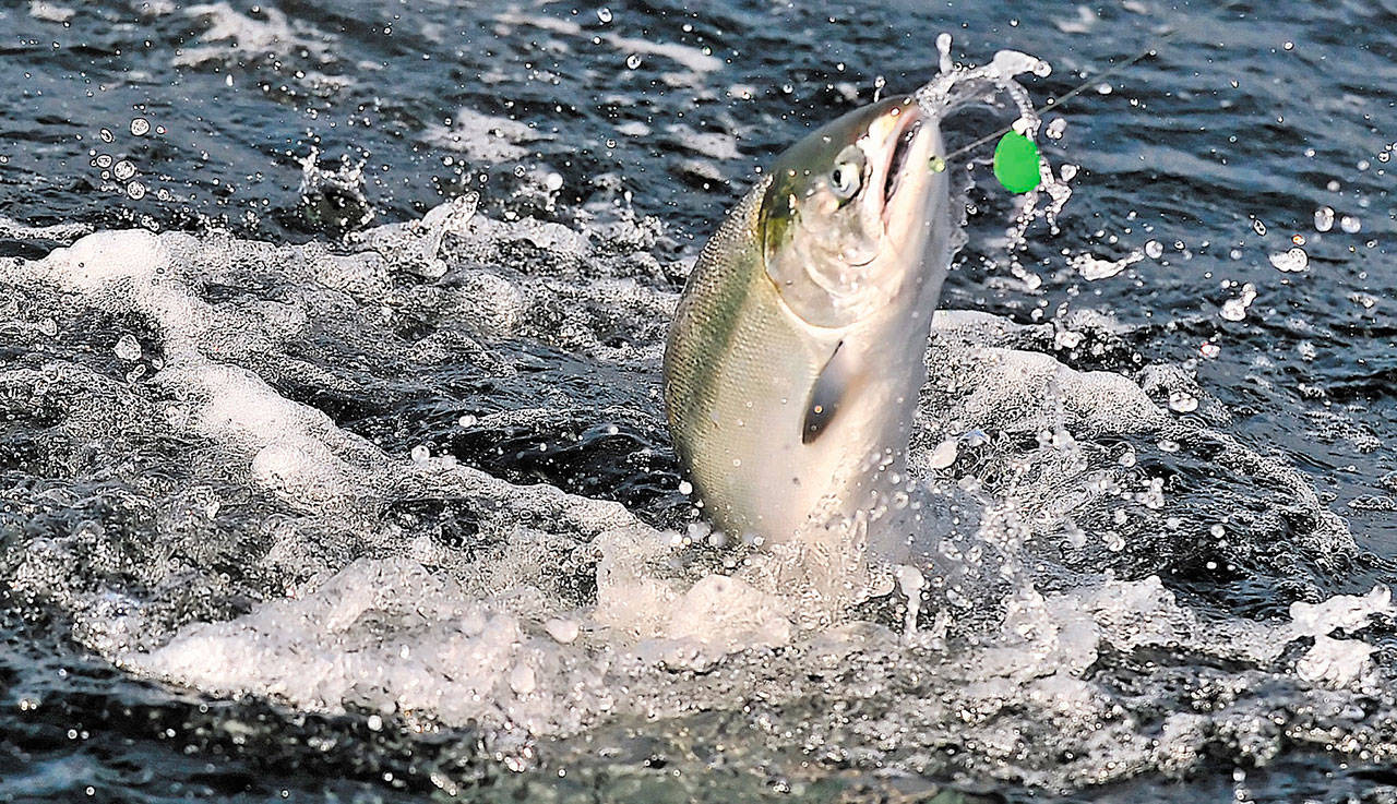 In this undated file photo, a chinook salmon is hooked near Brookings, Ore. (Jamie Lusch/The Medford Mail Tribune via AP)