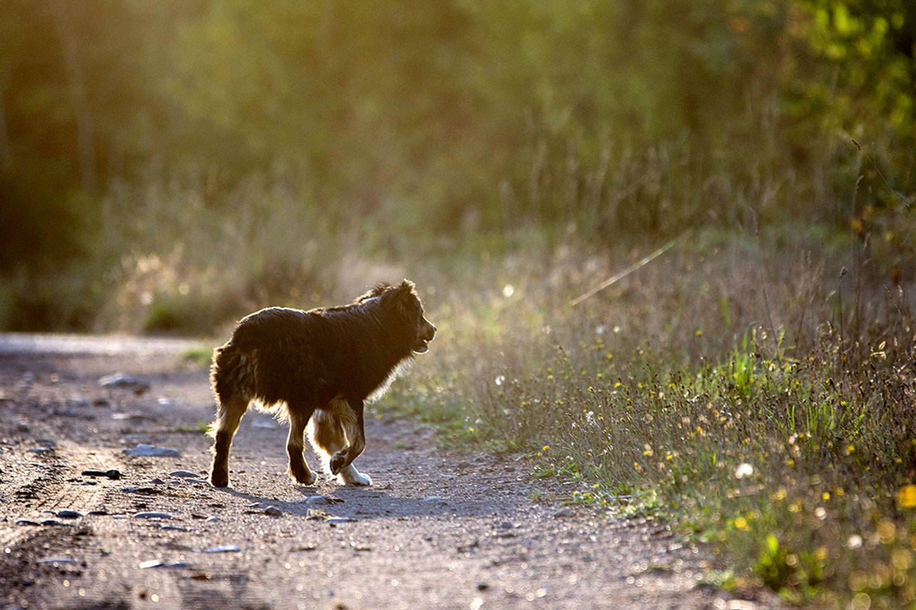 Forks, county officials discuss getting more animal control in area Peninsula Daily News