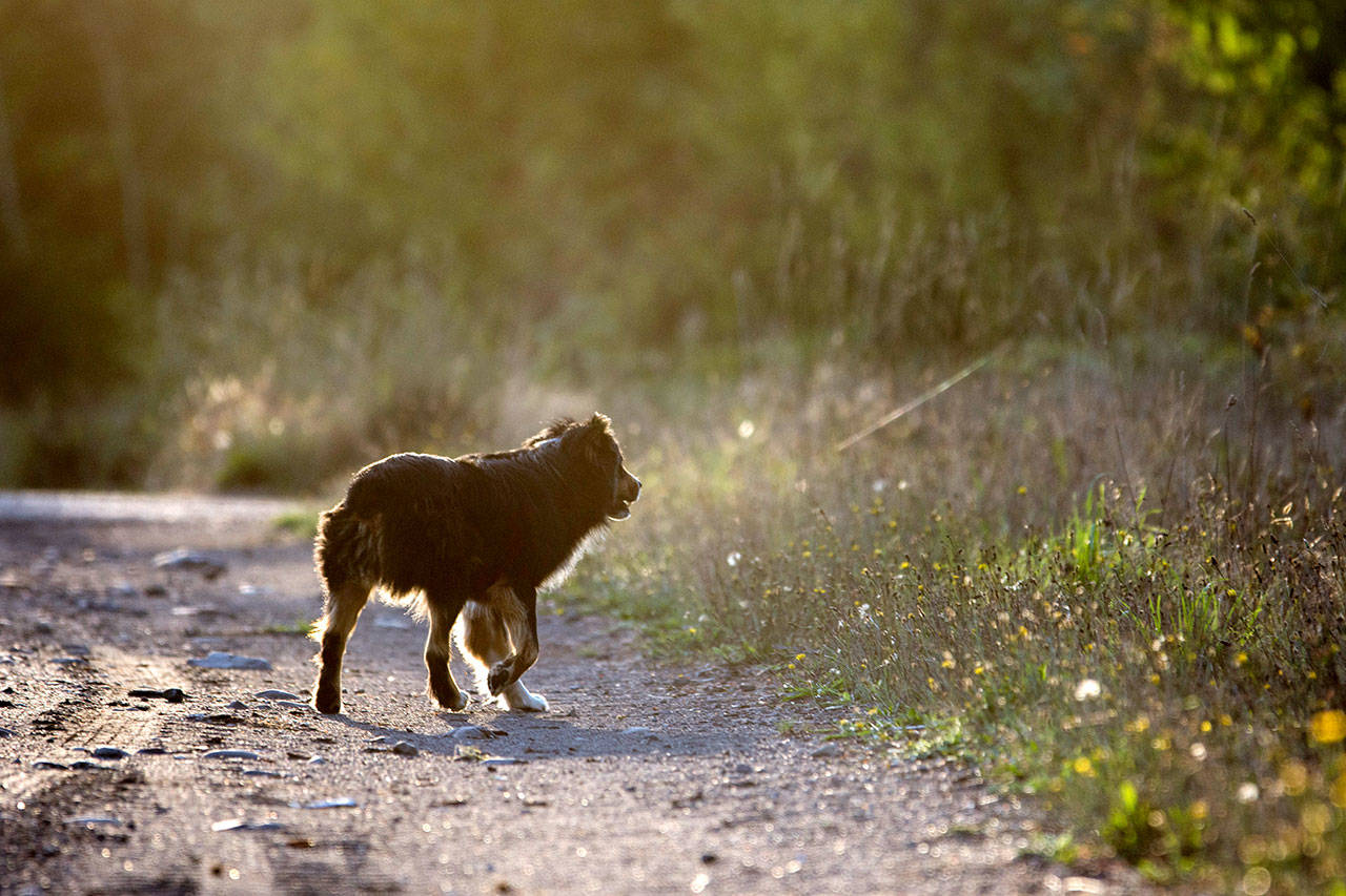A dog walks along the side of U.S. Highway 101 near Forks on Monday evening. City and county officials expressed concerns during a joint meeting Monday about the lack of animal control in the Forks area. (Jesse Major/Peninsula Daily News)