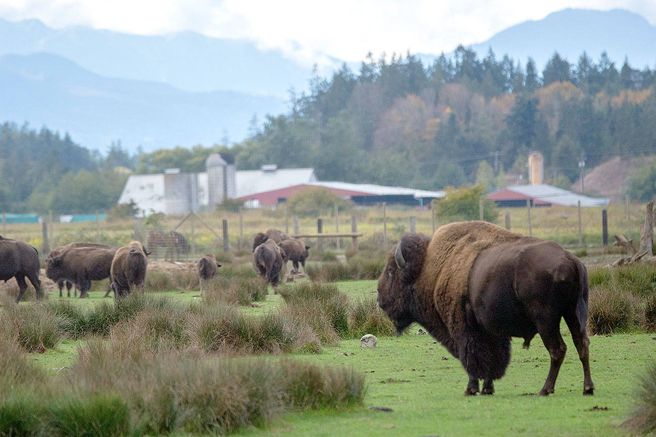 Game Farm lawsuit threatened: Animal rights group issues ultimatum to Sequim facility