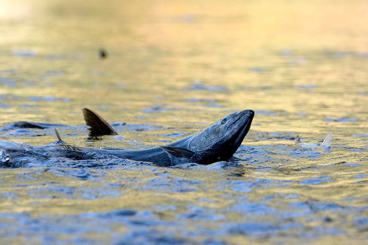 A chinook salmon spawns in the Elwha River near the former Altair campground. Scientists have forecasted that 5,200 chinook salmon should return to the Elwha River this year and based on what they have seen in the field, this year’s run could exceed that number. (Jesse Major/Peninsula Daily News)