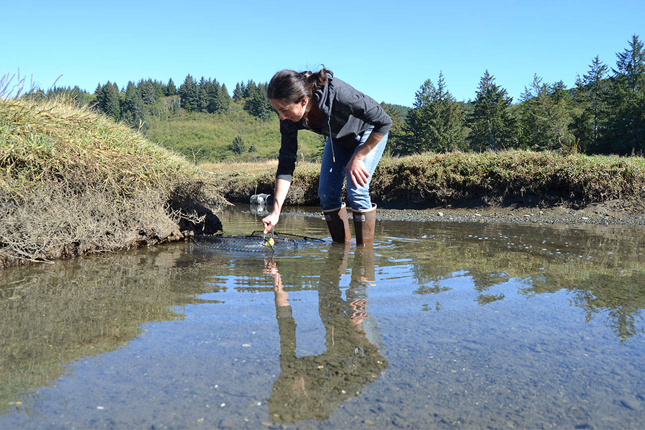 Adrianne Akmajian, marine ecologist with Makah Fisheries Management, inspects a trap in a canal near the Tsoo-Yess River in Neah Bay on Sept. 26. So far this season, she and other support staff and volunteers have captured nearly 1,000 European green crabs, an invasive species. (Matthew Nash/Olympic Peninsula News Group)