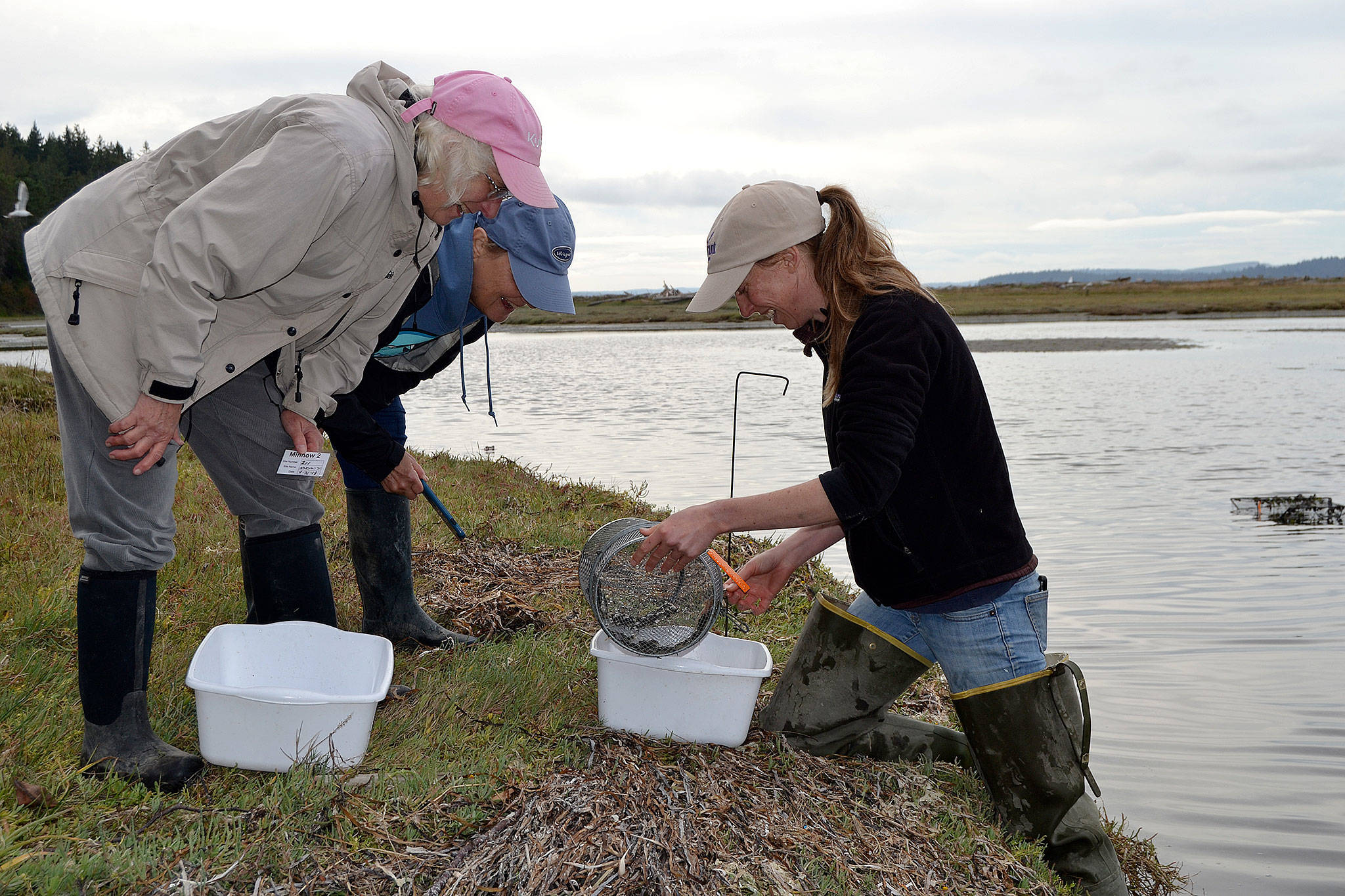 Volunteers Amy Does, left, and Andrea Carlson assist Emily Grason, Crab Team program manager and a marine ecologist, sort crabs while seeking European green crabs at Indian Island County Park near Port Hadlock. (Matthew Nash/Olympic Peninsula News Group)