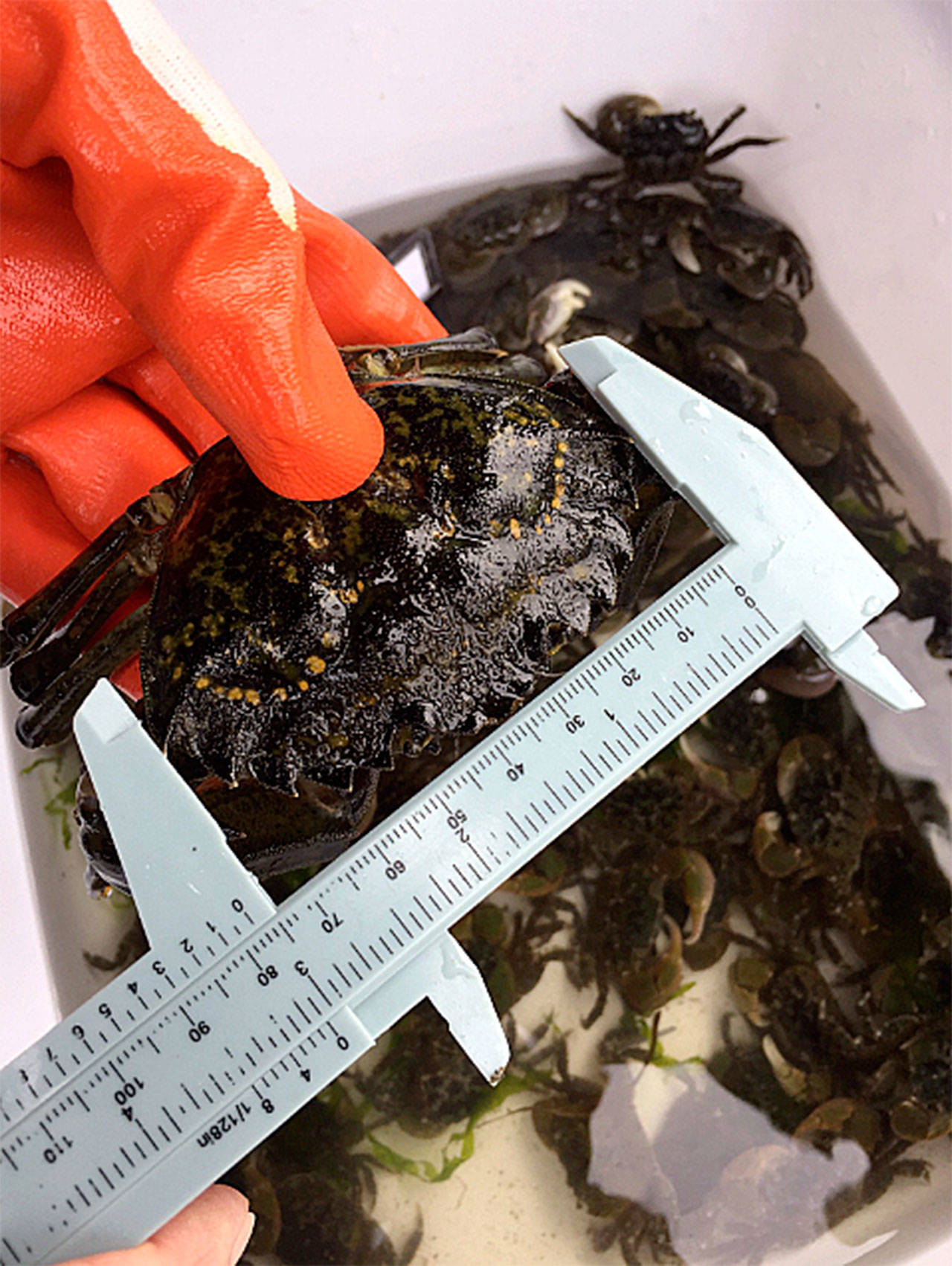 Jefferson County’s first European green crab was captured on Sept. 8 on Kala Point near Port Townsend. (W. Feltham/C. Jones)