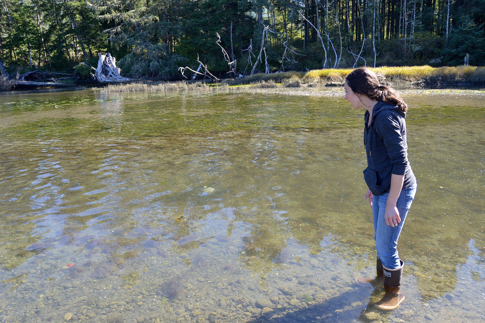 Adrianne Akmajian, marine ecologist with Makah Fisheries Management, inspects a trap in a canal off the Tsoo-Yess River on Sept. 26. She said her team recently began trapping by a nearby fallen tree and recovered several European green crab. (Matthew Nash/Olympic Peninsula News Group)