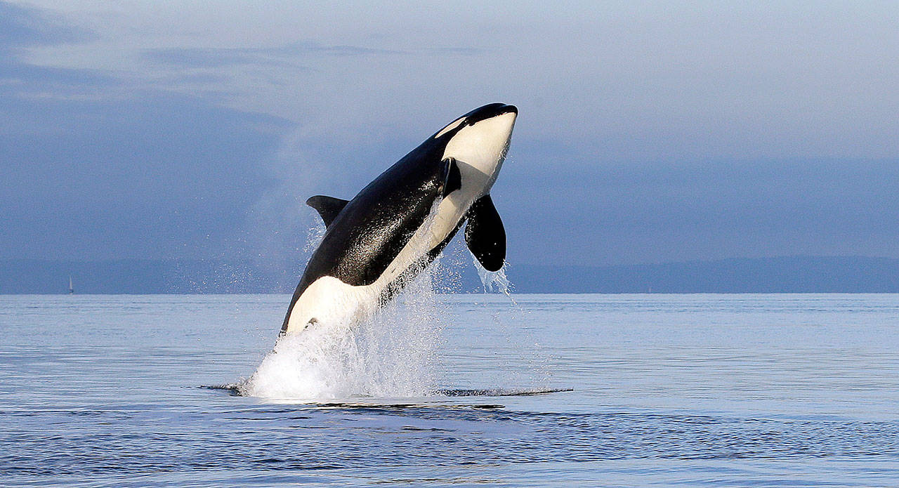 Researchers to analyze genes of endangered orcas