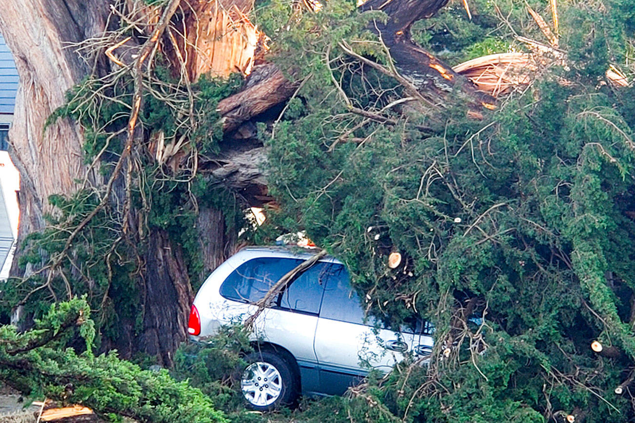 Fate of massive Port Townsend tree in the air after portion damages vehicles, wires