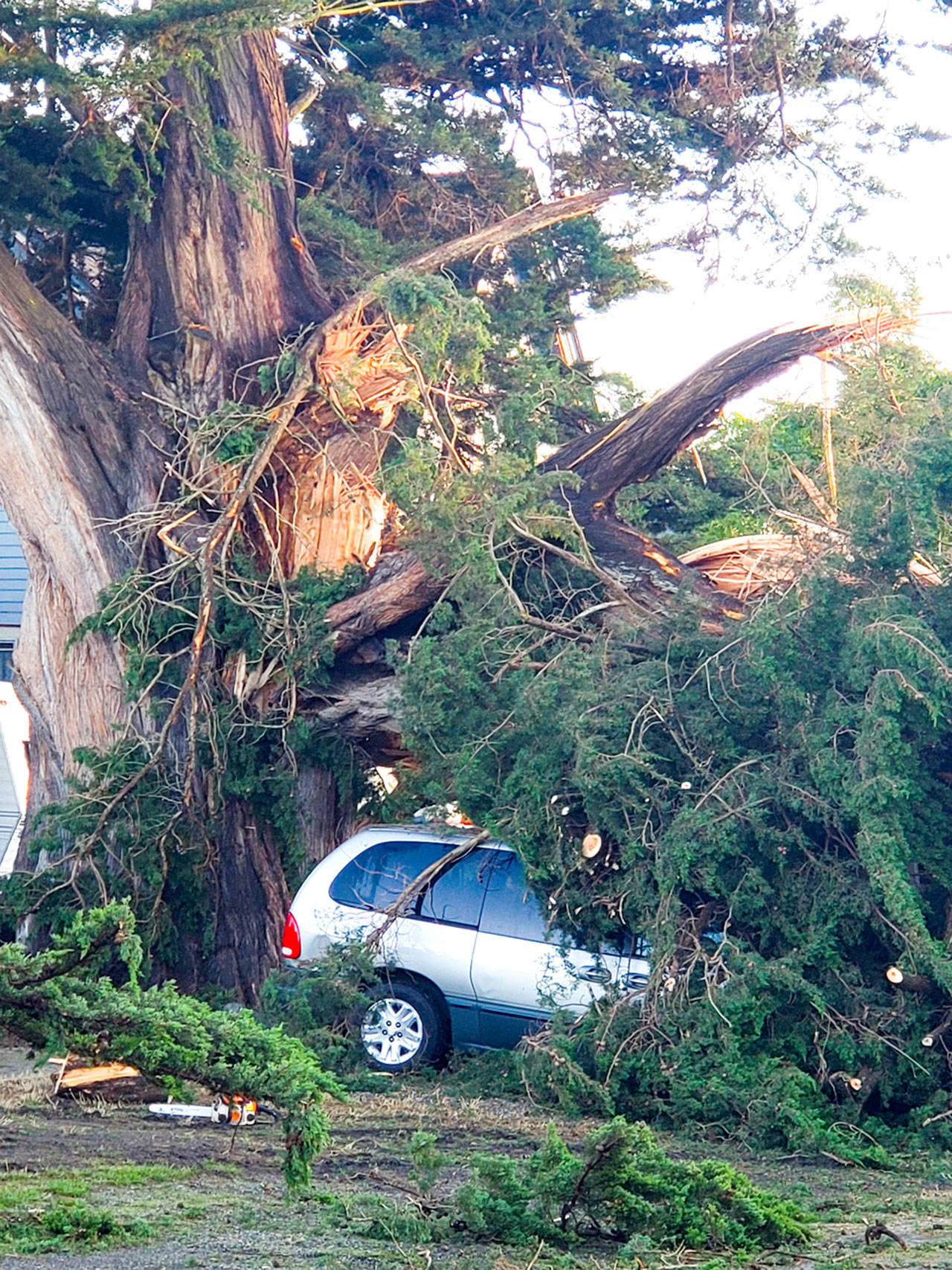 A 150-year old Monterey cypress on Clay Street split Friday night and caused damage to 3 vehicles parked under it and across the street. Port Townsend city crews hauled 12 dump trucks of wood from the scene. (Kevin Mason)