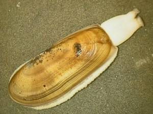 OUTDOORS: Razor clam digs on tap Thursday night