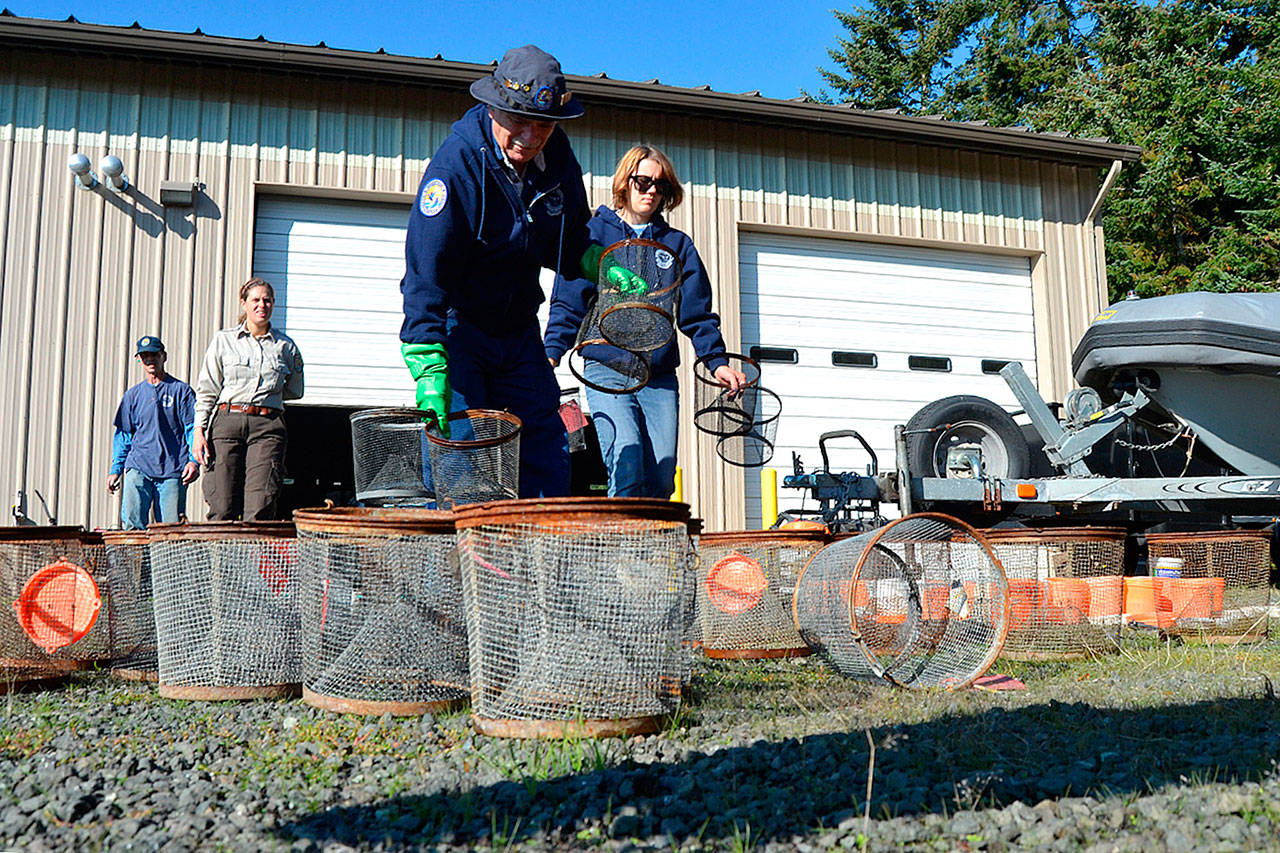 Volunteers and staff with the Dungeness Wildlife Refuge, from left, Steve Muller, Juliana Merluccio, Bob Anundson and Lea Sollmann clean traps on Thursday after months of efforts to reduce the number of European green crab on the Dungeness Spit. (Matthew Nash/Olympic Peninsula News Group)