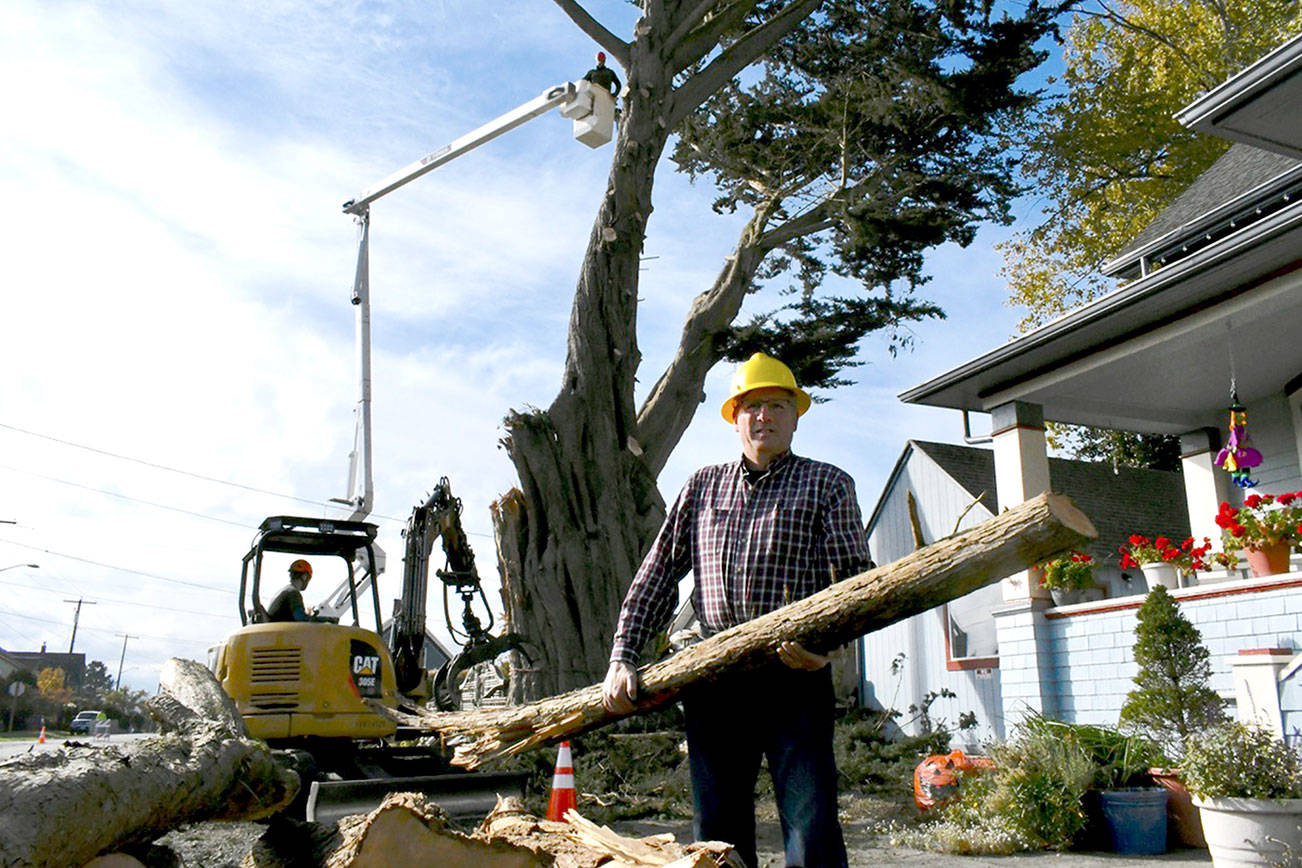 Historic Monterey cypress removed in Port Townsend’s Uptown