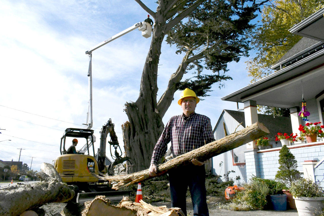 John Eissinger holds a piece of his historic Monterey cypress that was damaged Oct. 5 when part of the tree split off and fell onto cars parked on Clay Street in Port Townsend. An arborist said the tree was not salvageable, and it was being removed this week. (Jeannie McMacken/Peninsula Daily News)