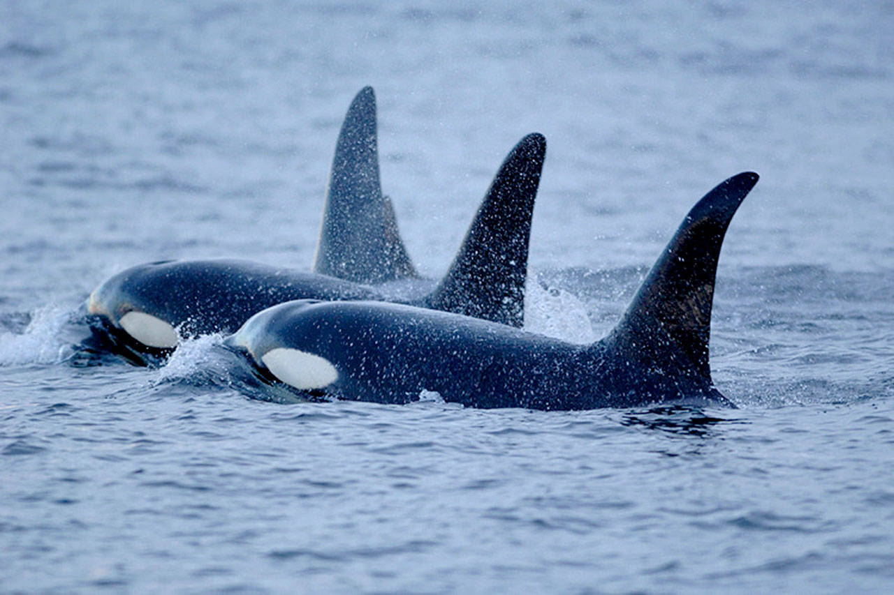 Gov. Jay Inslee’s Southern Resident Orca Task Force released an updated batch of recommendations this week to protect the orcas of the Puget Sound and Strait of Juan de Fuca. (NOAA)