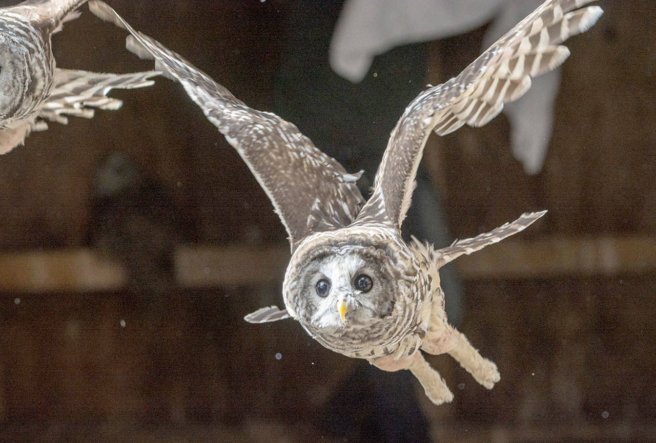 A barred owl takes flight at the Northwest Raptor and Wildlife Center. (Jesse Major/Peninsula Daily News)