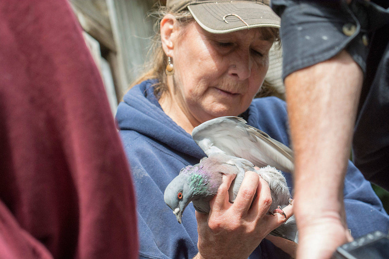 Jaye Moore, director of the Northwest Raptor and Wildlife Center, looks over an injured pigeon in September. (Jesse Major/Peninsula Daily News)