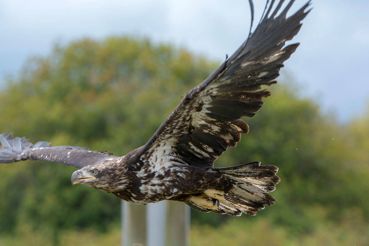 A juvenile bald eagle takes flights after it was released in September. (Jesse Major/Peninsula Daily News)
