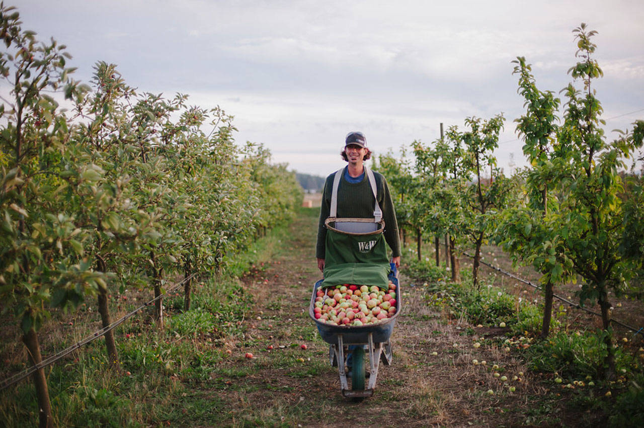 Finnriver Farm & Cidery in Chimacum is one of nine participating venues for the 2018 Olympic Peninsula Harvest Wine & Cider Tour.