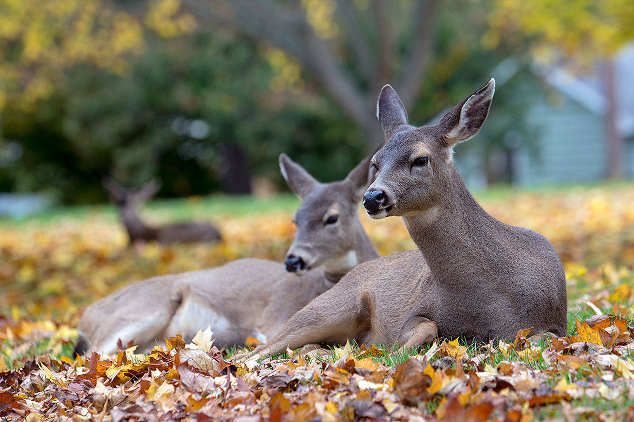 PHOTO: A deer moment in Port Townsend