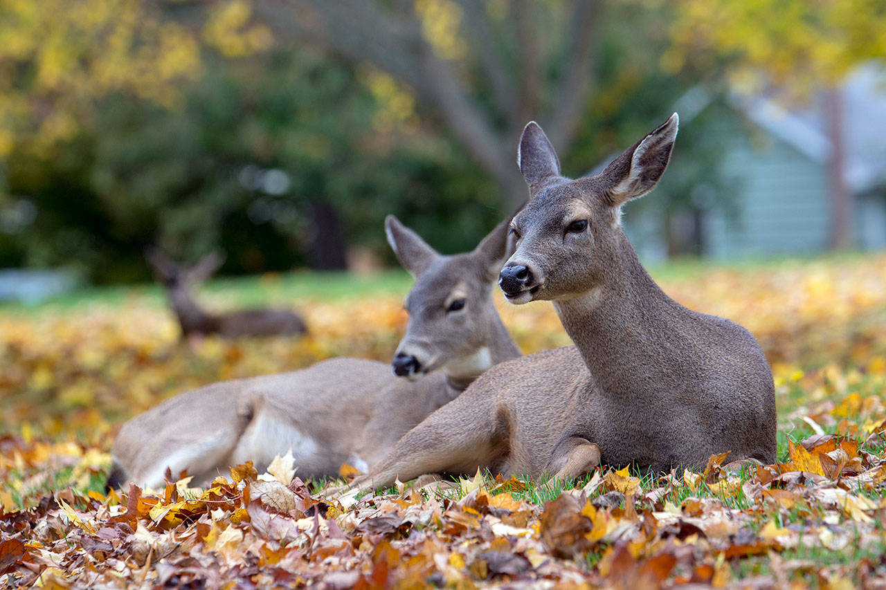 Jesse Major/Peninsula Daily News