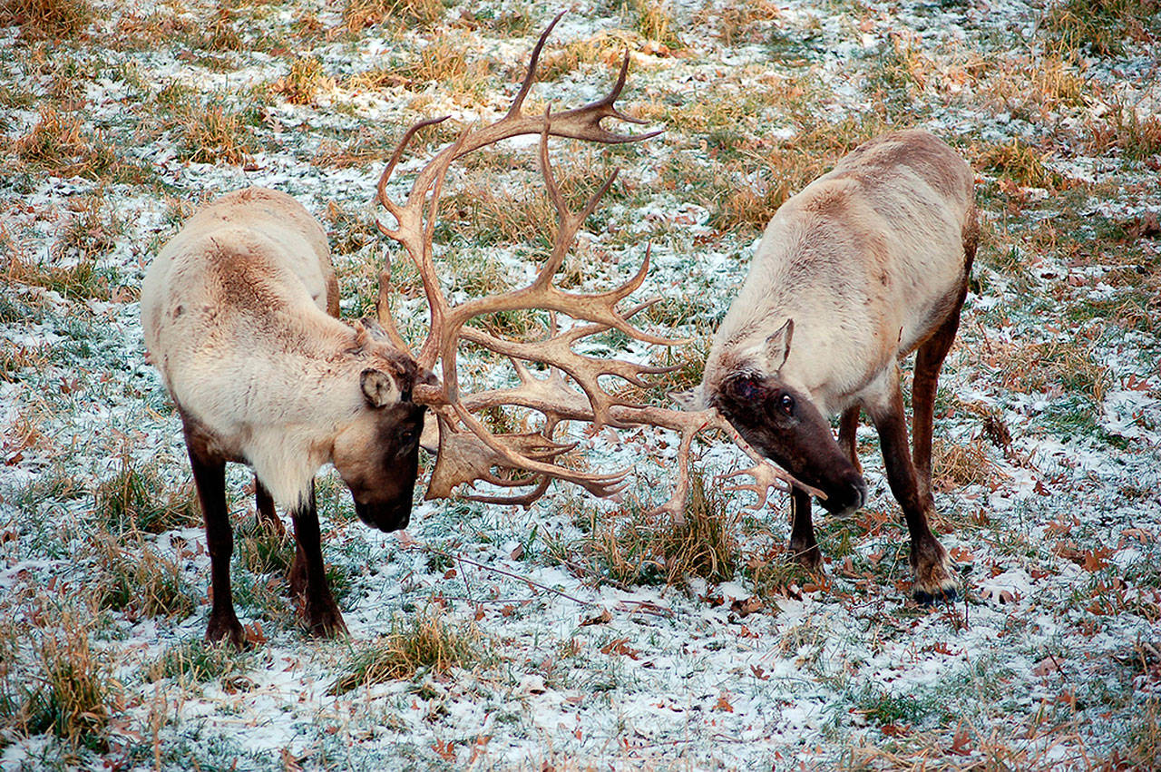 This undated photo provided by Montana Fish, Wildlife and Parks shows two caribou in northwest Montana. (Montana Fish, Wildlife and Parks via AP)