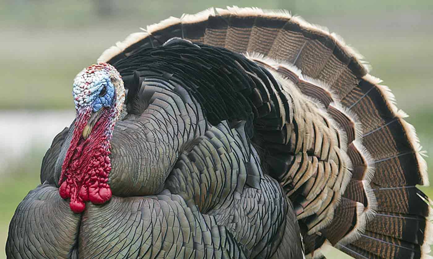 Free community feasts planned on Peninsula for Thanksgiving