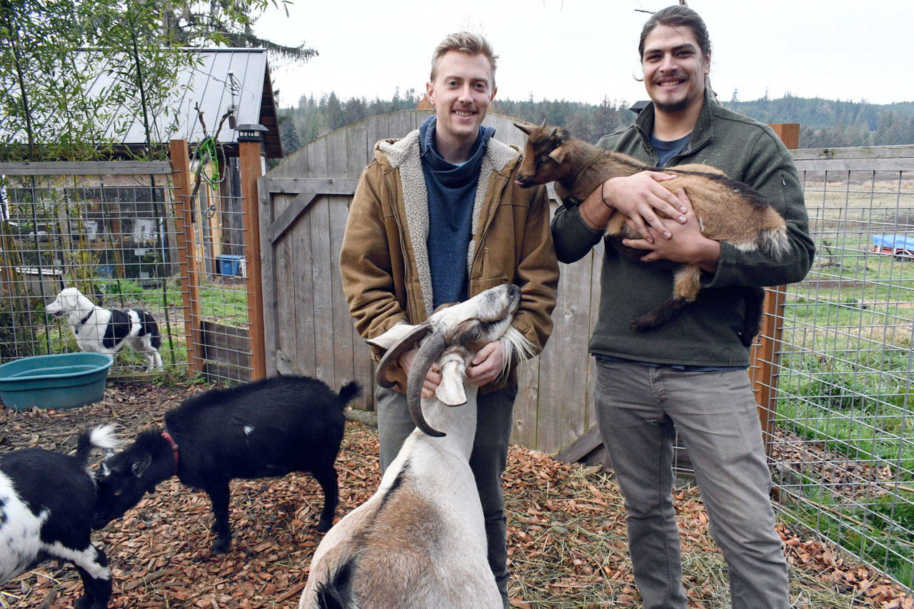In addition to beginning to farm their 45 acres in Chimacum, Ben Thompson, left, and Matt Montaya of Kodama Farm raise Nigerian dwarf goats and chickens. (Jeannie McMacken/Peninsula Daily News)