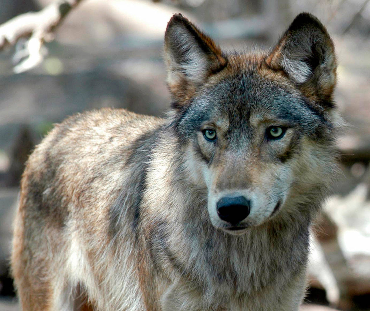 A gray wolf is seen at the Wildlife Science Center in Forest Lake, Minn., on July 16, 2004. The Republican-controlled House has passed a bill to drop legal protections for gray wolves across the lower 48 states, reopening a lengthy battle over the predator species. (Dawn Villella/The Associated Press)