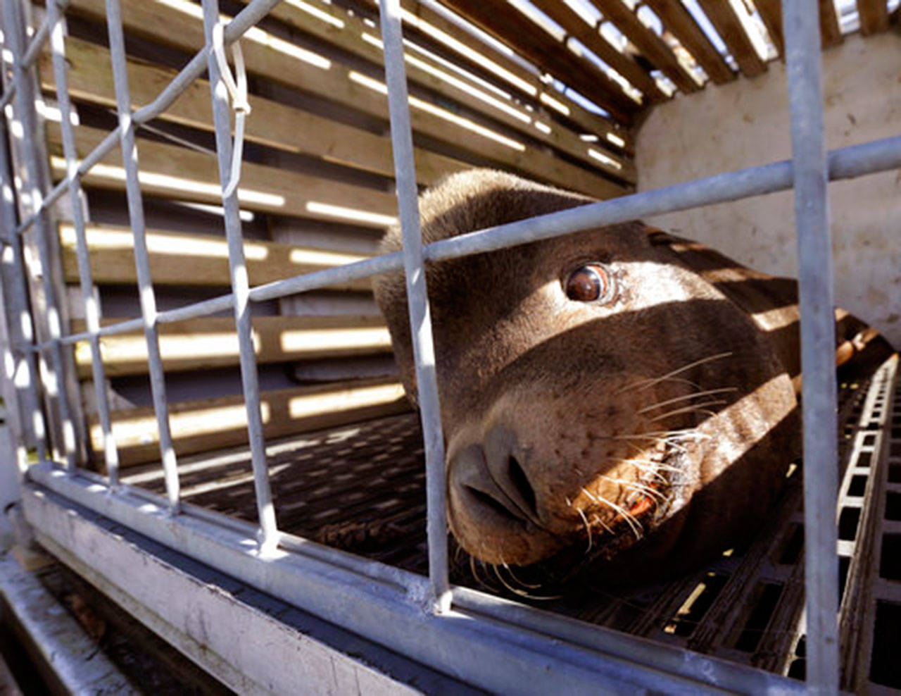A California sea lion that was trapped at Willamette Falls in the lower Willamette River waits to be released into the Pacific Ocean near Newport, Ore., on March 14. Oregon officials have now received federal approval to trap and kill California sea lions that eat protected fish at Willamette Falls instead of releasing them into the ocean. (Don Ryan/The Associated Press)
