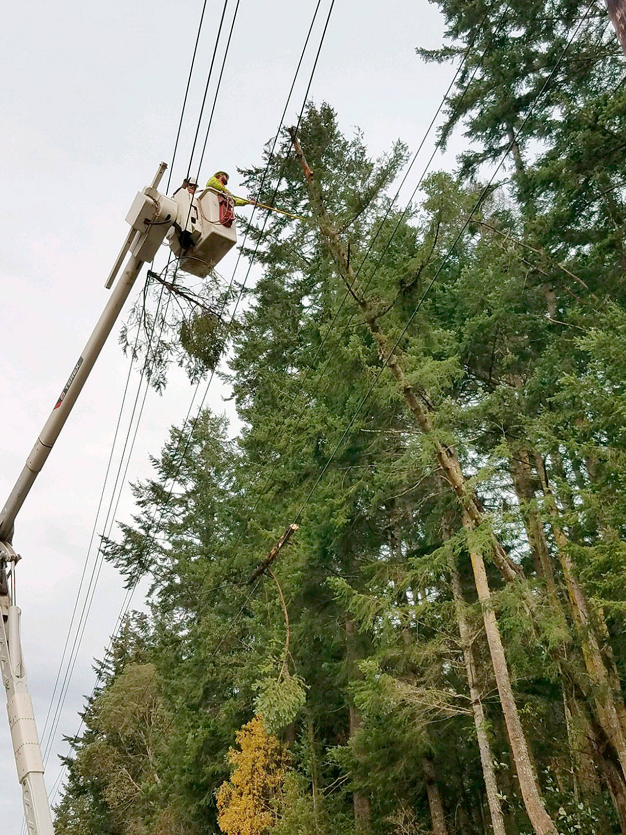 Jefferson County Public Utility District crew members push a tree off a transmission line after it disrupted power for 16,035 electrical customers. (Jefferson County Public Utility District)