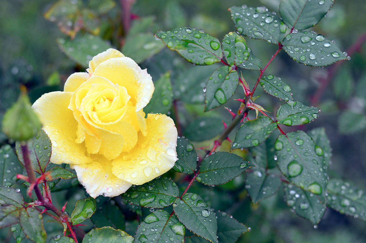 Roses thrive in Carol Curtis’ Sequim yard. (Diane Urbani de la Paz/for Peninsula Daily News)