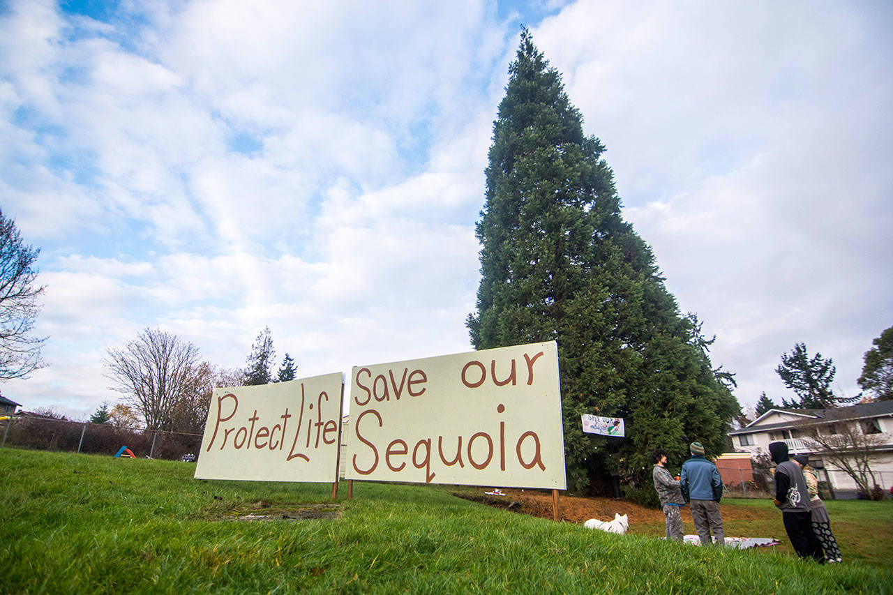 Protesters gather at the seqouia tree in Lions Park in Port Angeles on Monday morning. (Jesse Major/Peninsula Daily News)