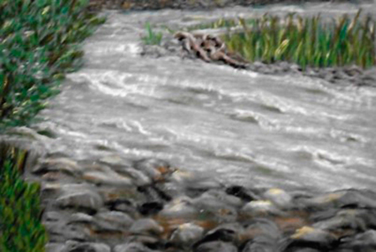 “Dungeness River Flows” by Bev Majors is on display at Sequim Museum & Arts for First Friday Art Walk.