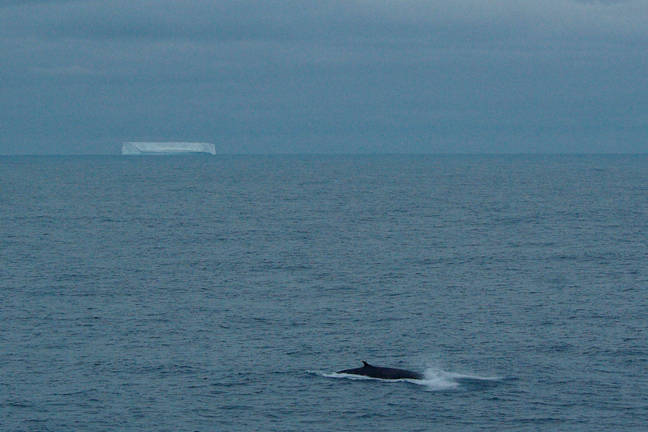 Whale songs and war: The less talked-about climate impacts