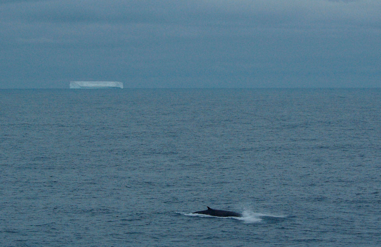 This Jan. 6, 2010, photo provided by CNRS-UBO-IUEM Geosciences Ocean, shows a fin whale swimming near Antarctica with a tabular drifting iceberg in the background. (Jean-Yves Royer/CNRS-UBO-IUEM Geosciences Ocean via AP)