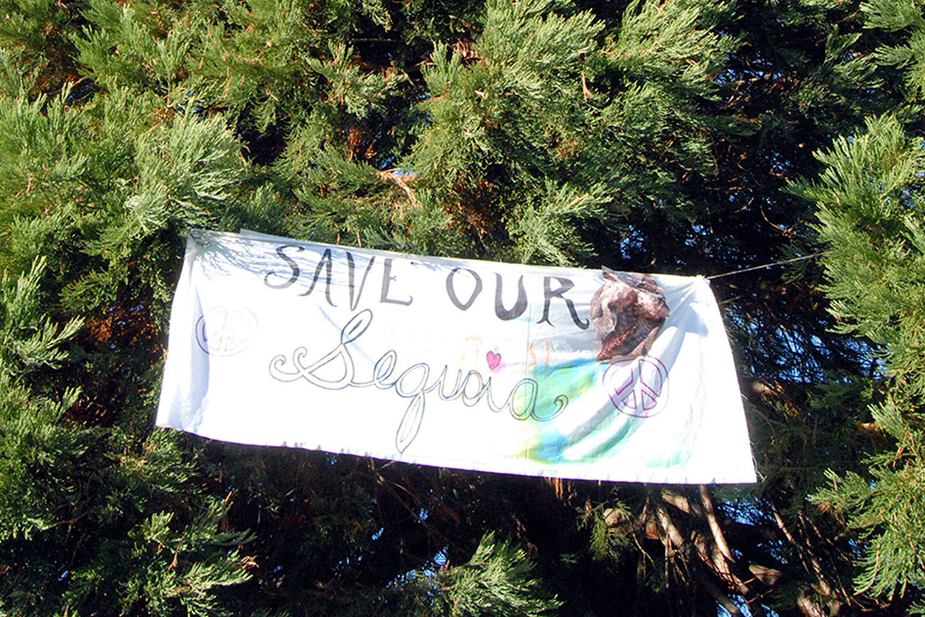 Sequoia removal still stands: Port Angeles council agrees decision is administrative