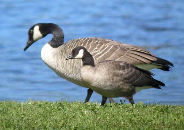 Cornell University                                A cackling goose, foreground, feeds alongside a Canada goose.