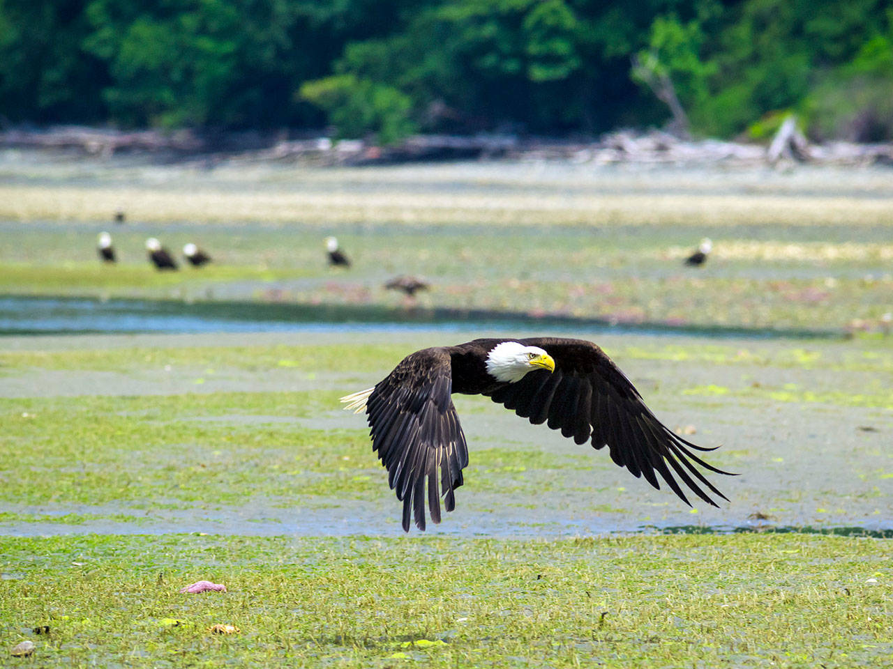 An eagle flies low at Dabob Bay. (Keith Lazelle)