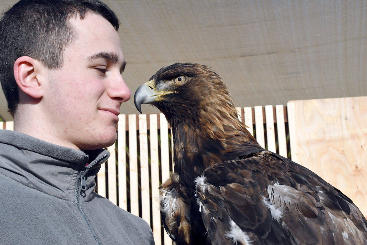 Volunteer Joseph Mollotsky has been working with Kenadie, Discovery Bay Wild Bird Rescue’s golden eagle, for several months. The raptor was hit by a car and lost sight in its right eye. The raptor is now an education bird and will spend the rest of his life in captivity. (Jeannie McMacken/Peninsula Daily News)