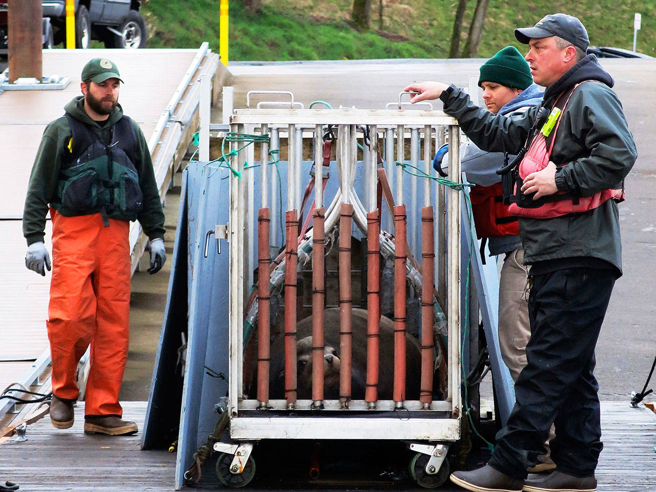 In this March 14 file photo, workers with the Oregon Department of Fish and Wildlife, the Washington Department of Fish and Wildlife and the Pacific States Marine Fisheries Commission work together to load a trapped California sea lion onto a truck after it was captured in the Willamette River near Oregon City, Ore. (Gillian Flaccus/The Associated Press)