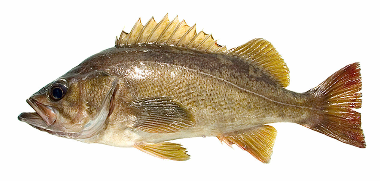 Washington Department of Fish and Wildlife Yellowtail rockfish catches should increase off the Pacific Coast as a result of the relaxation of a 20-fathom depth restriction, federal officials announced Wednesday.