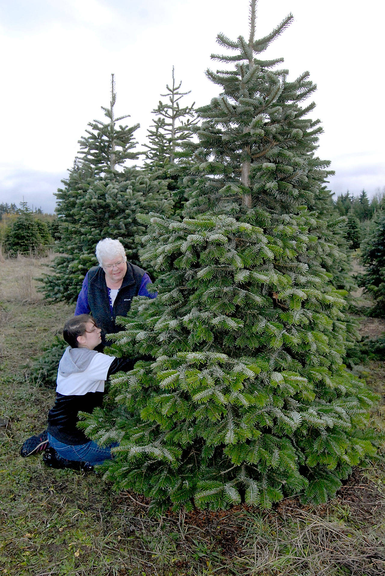 Annalis Schutzmann and her granddaughter, Annalise Davis, 13, both of Sequim, cut their own Christmas tree at Lazy J Tree Farm east of Port Angeles. (Keith Thorpe/Peninsula Daily News)