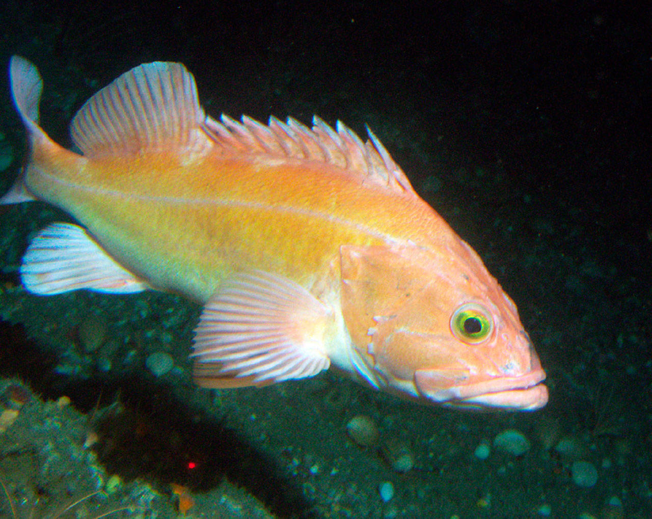 This undated photo provided by NOAA Fisheries shows a yelloweye rockfish. (NOAA Fisheries via AP)