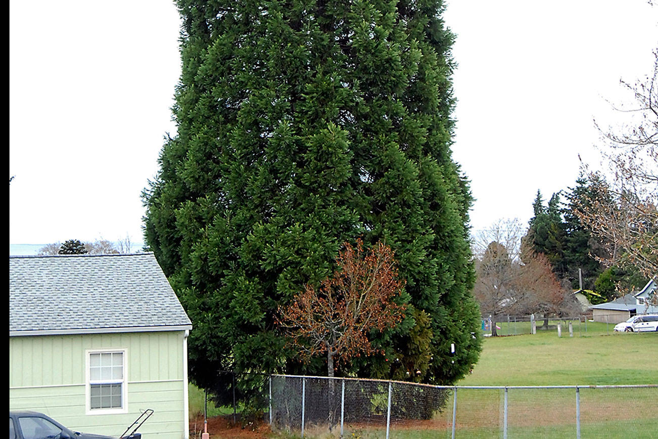 Another arborist says Lions Park sequoia safer than first reported