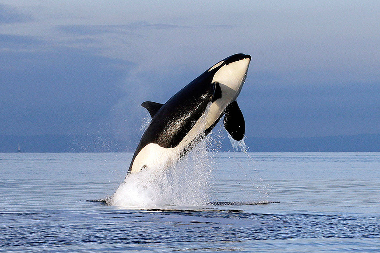 Governor proposes major steps for orca recovery