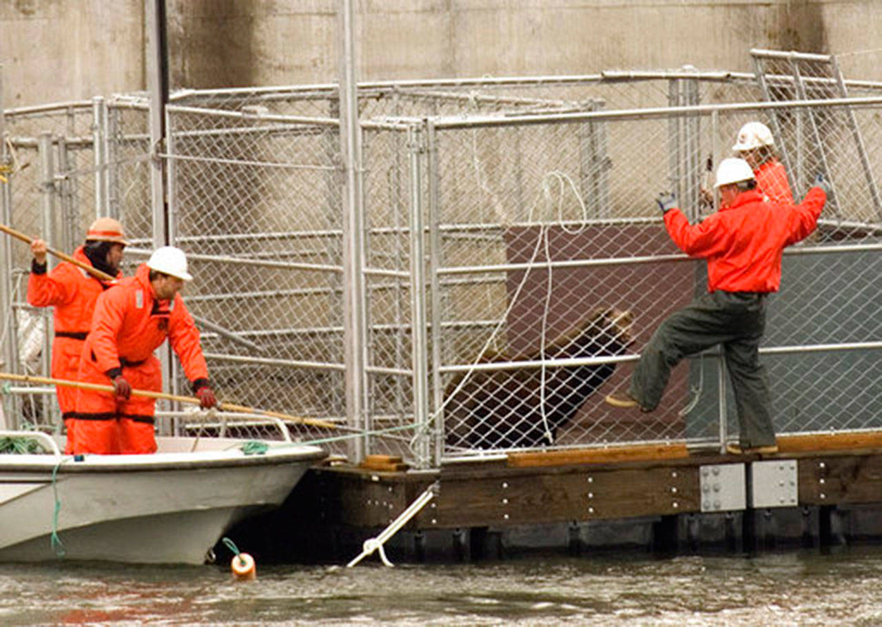 Crews work to move a captured sea lion into another cage on the Columbia River near Bonneville Dam in North Bonneville on April 24, 2008. (Don Ryan/The Associated Press)