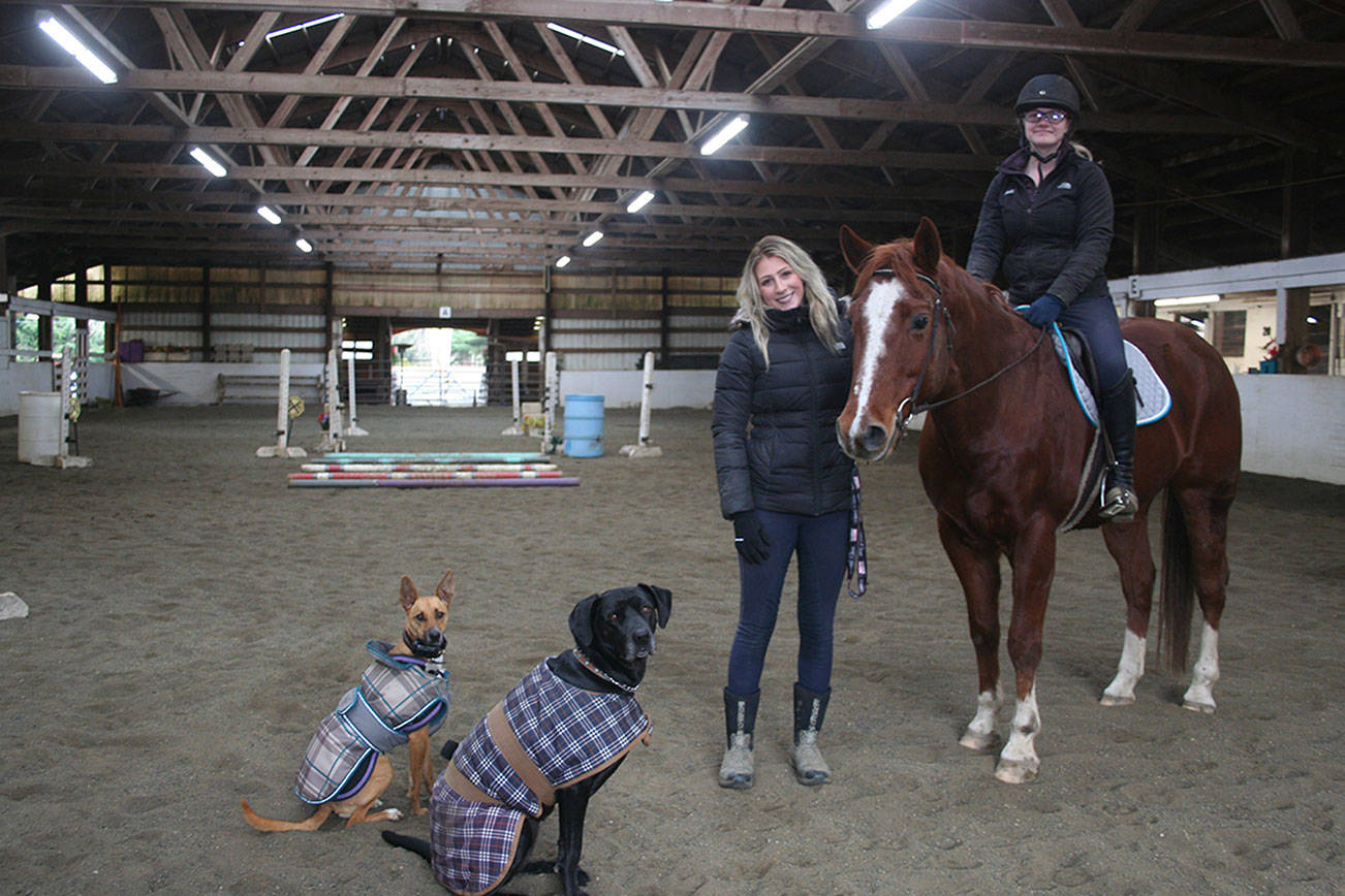 HORSEPLAY: Rescue horses need care, attention