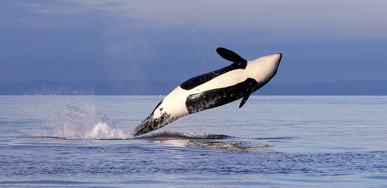 In this Jan. 18, 2014, file photo, an endangered female orca leaps from the water while breaching in Puget Sound west of Seattle as seen from a federal research vessel that has been tracking the species. (The Associated Press)