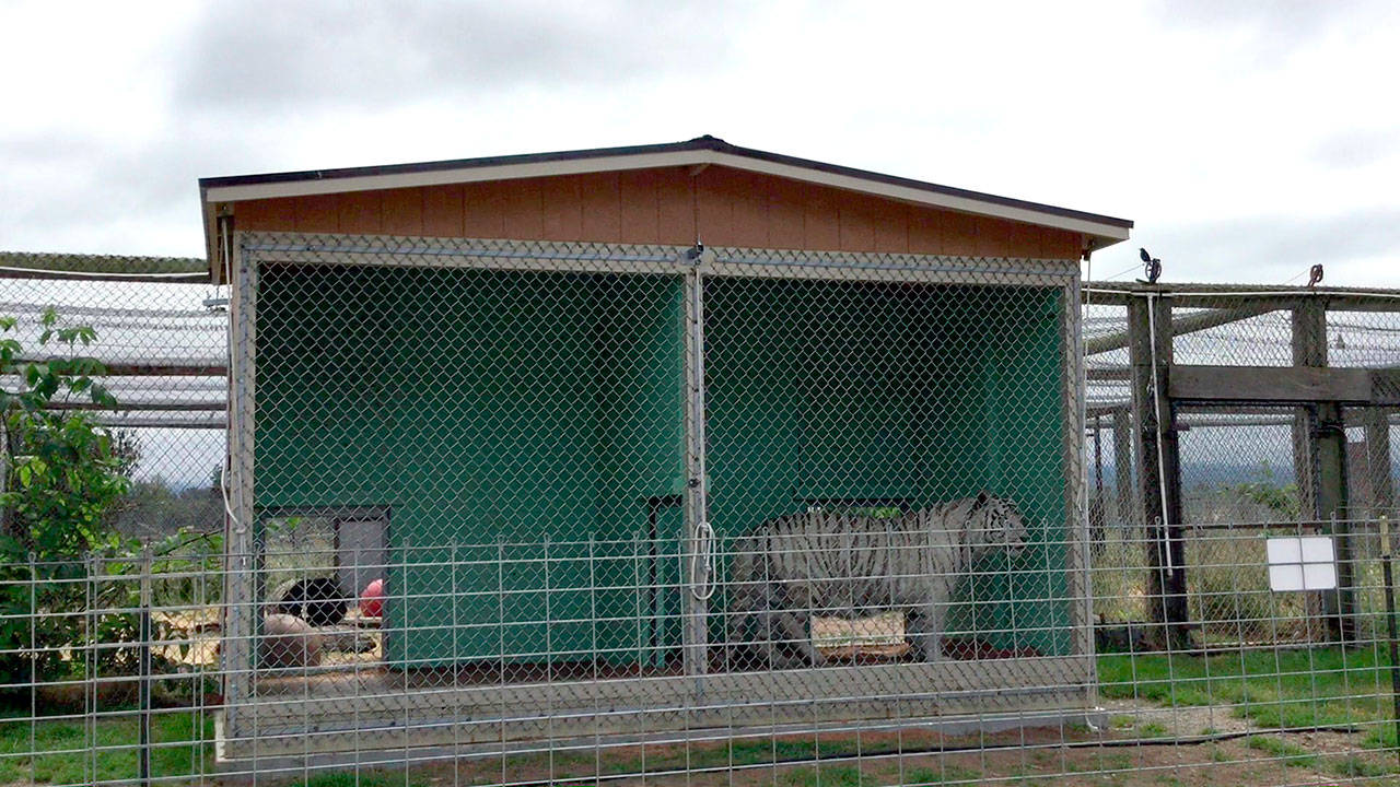 An Animal Legal Defense Fund lawsuit alleges that tigers and other animals live in cramped quarters at Olympic Game Farm in Sequim.