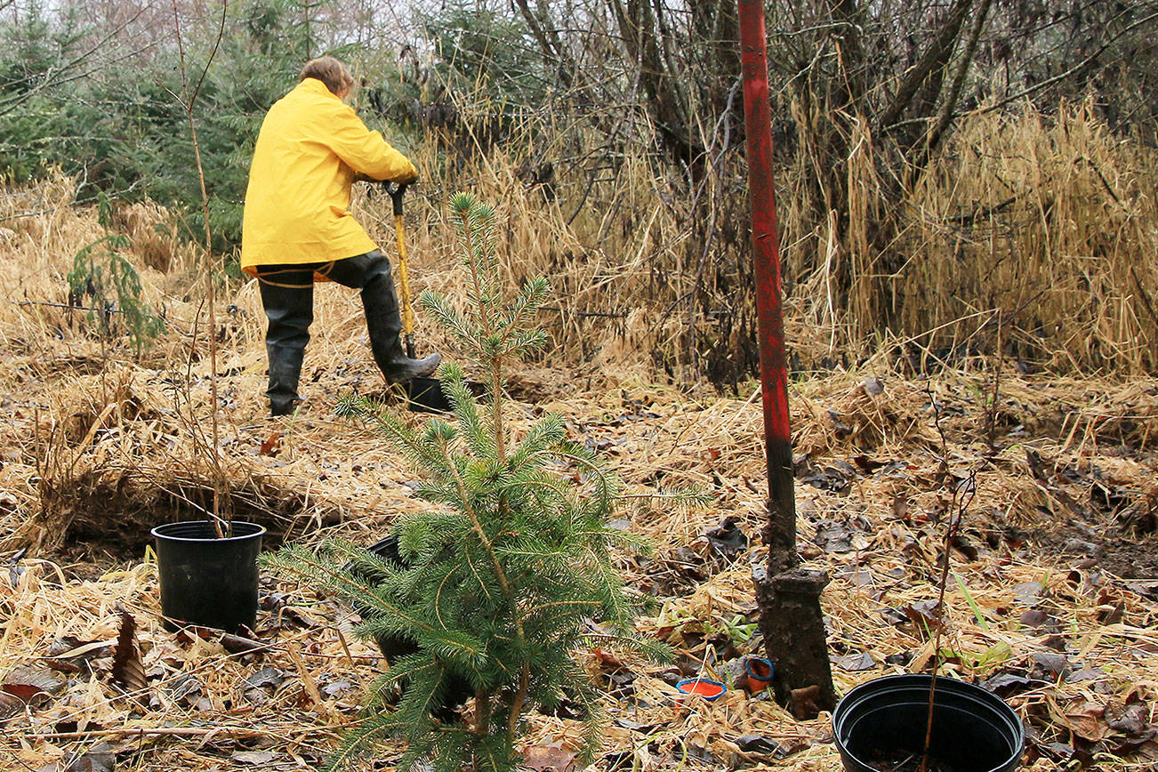 Volunteers sought to plant trees near Salmon Creek